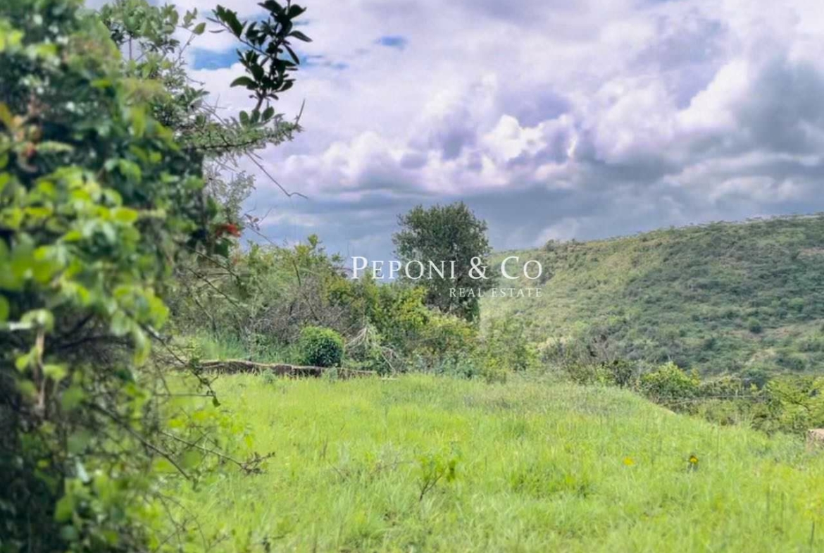 Champagne Ridge For Sale
