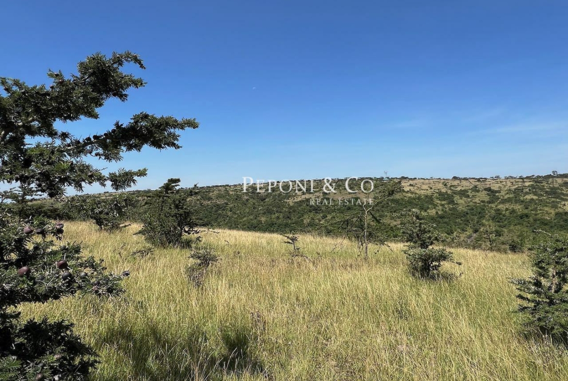 Champagne Ridge For Sale