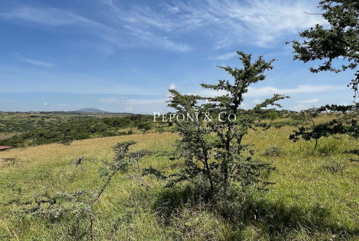Champagne Ridge For Sale
