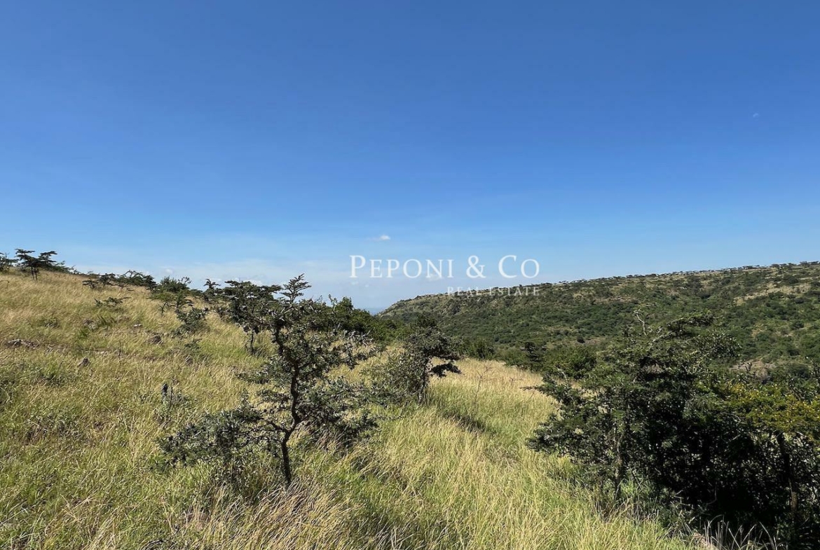 Champagne Ridge For Sale